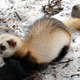 Illustration for article titled Monday Mustelid - Mustela eversmannii Edition